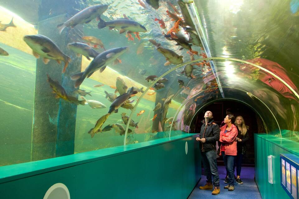 An aquarium tunnel with various fish species swimming in clear water.