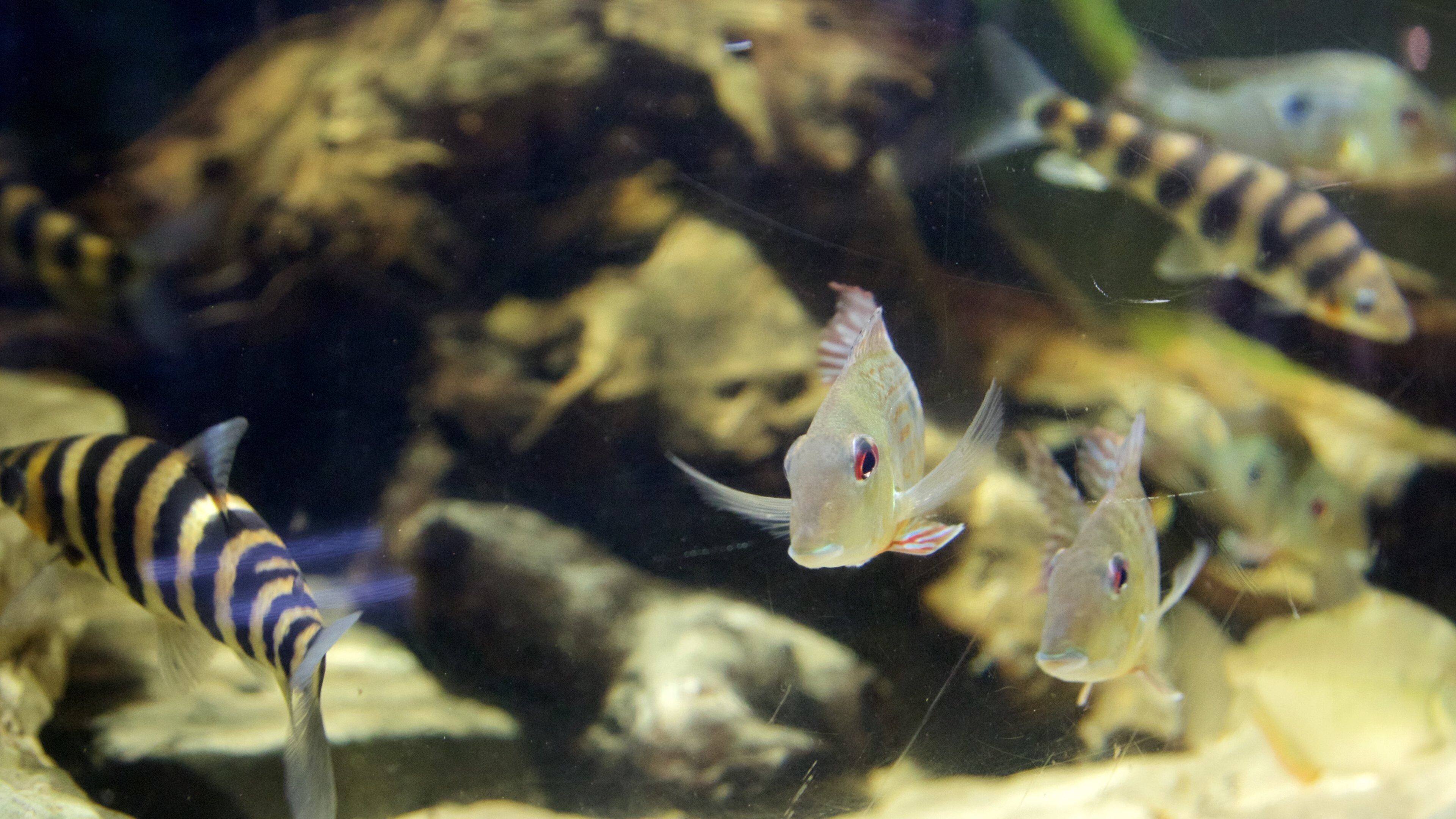 Lakes Aqaurium showing marine life