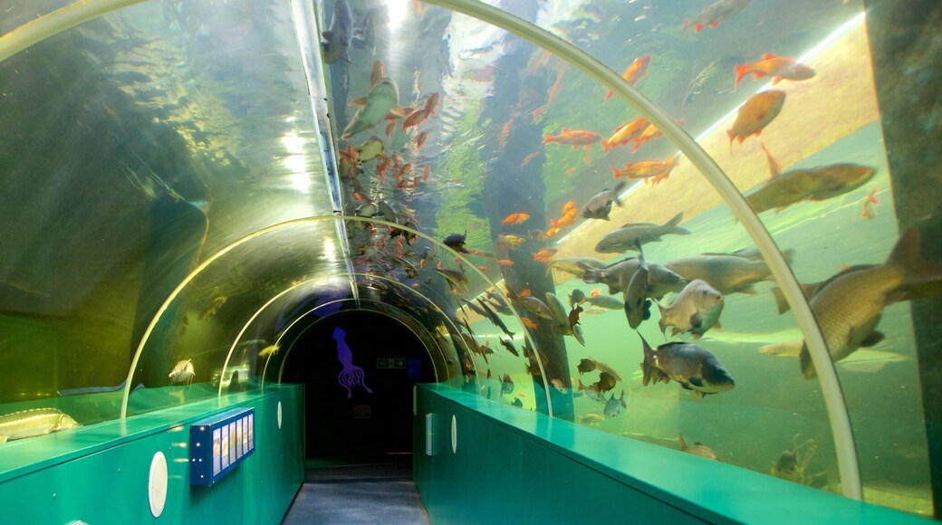 Lakeside ofreciendo vida marina