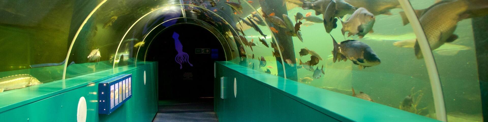 Lakeside which includes marine life