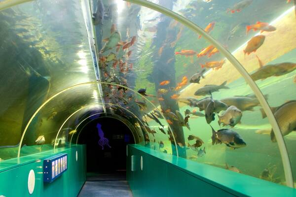 Lakeside mettant en vedette vie marine