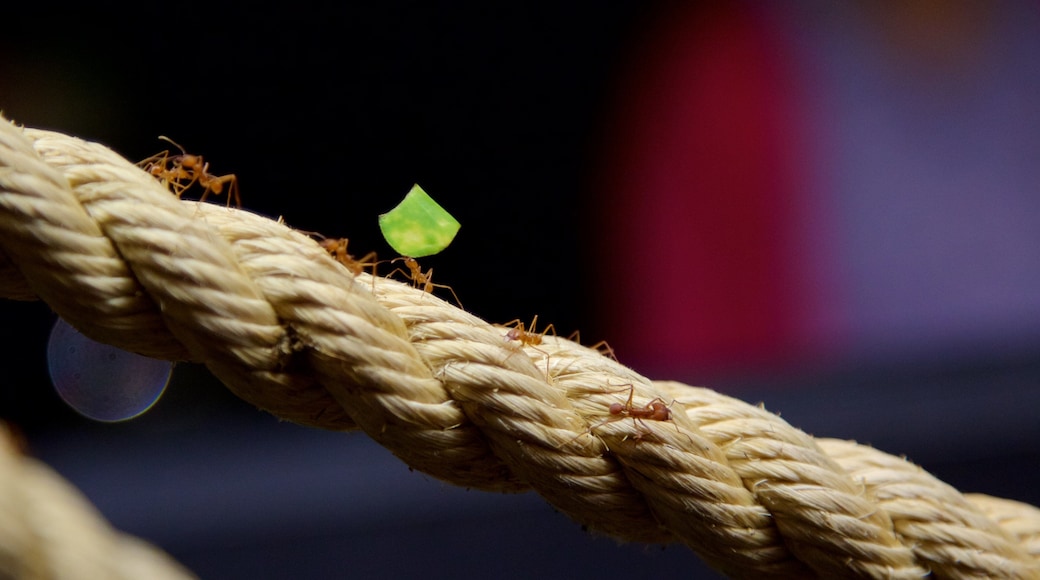 Lakeside which includes animals