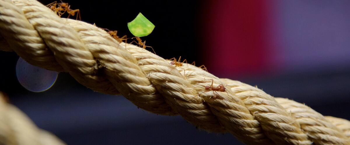 Lakeside mostrando animales