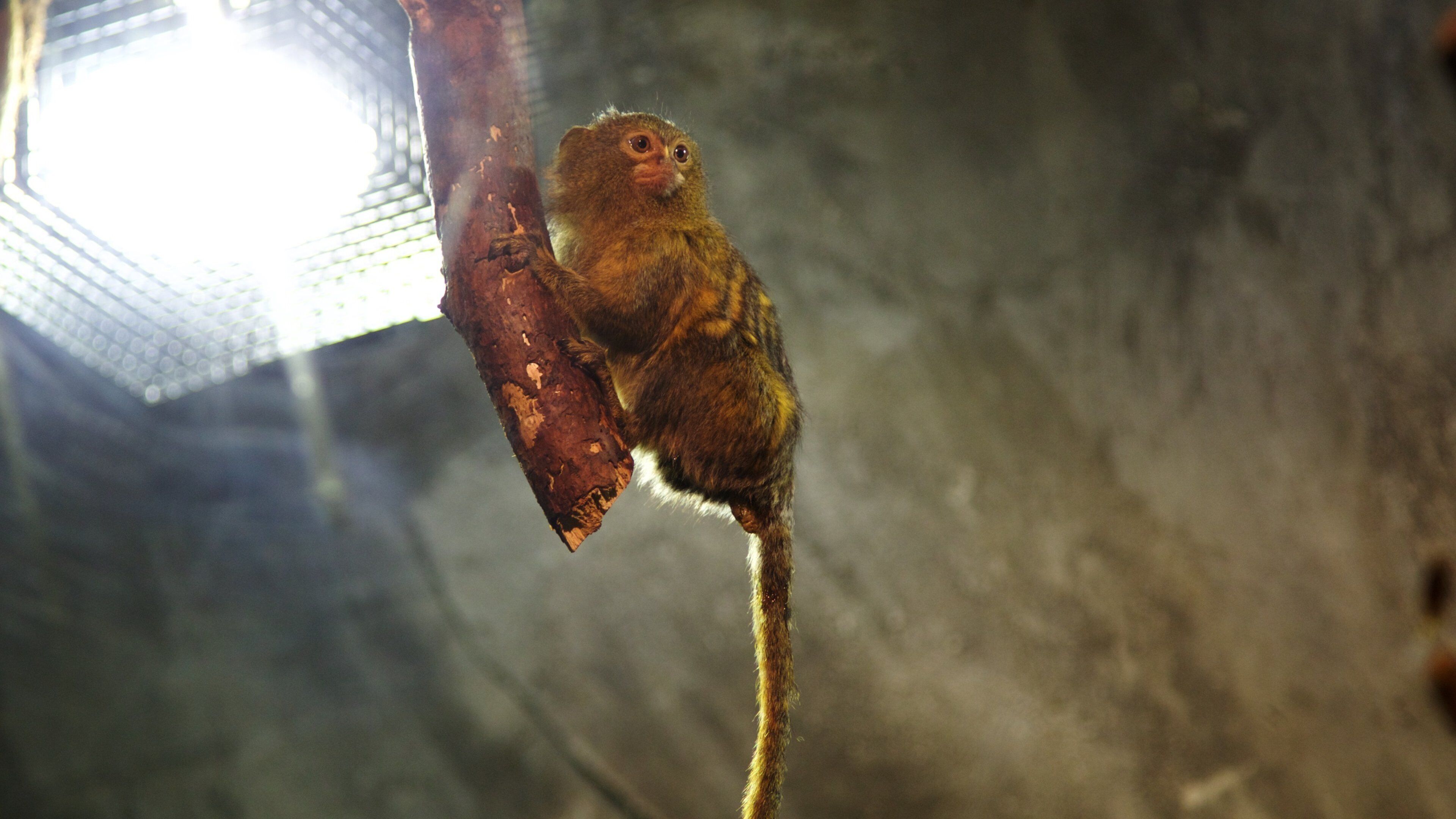 湖濱 设有 動物 和 海洋動物