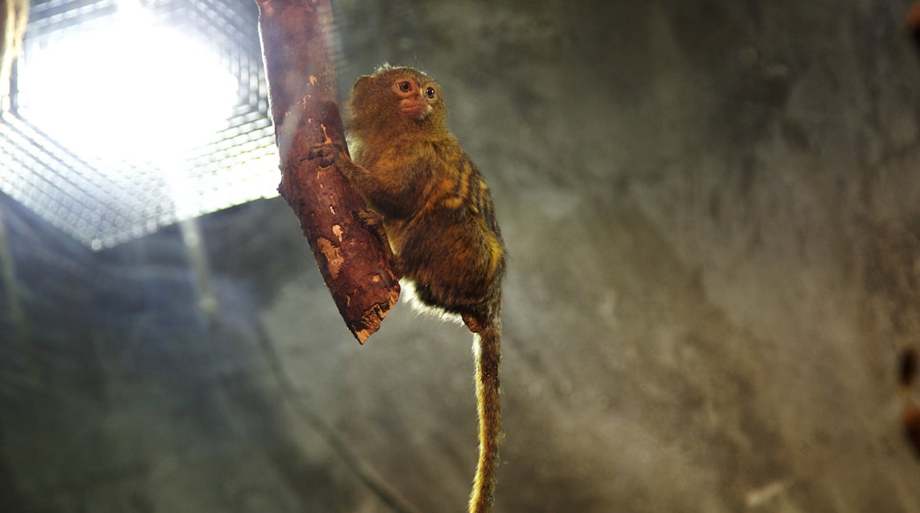 Lakeside que incluye vida marina y animales