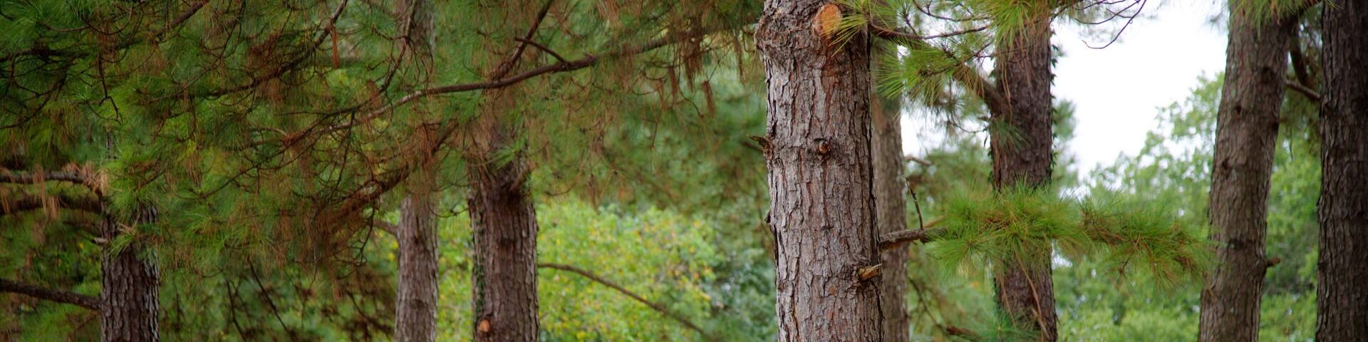 Arsenal Park showing a garden