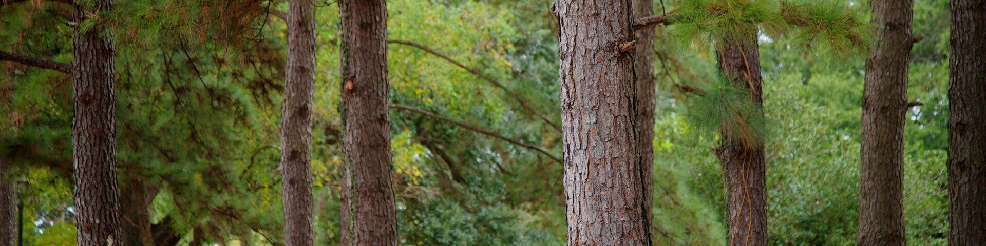 Arsenal Park showing a garden