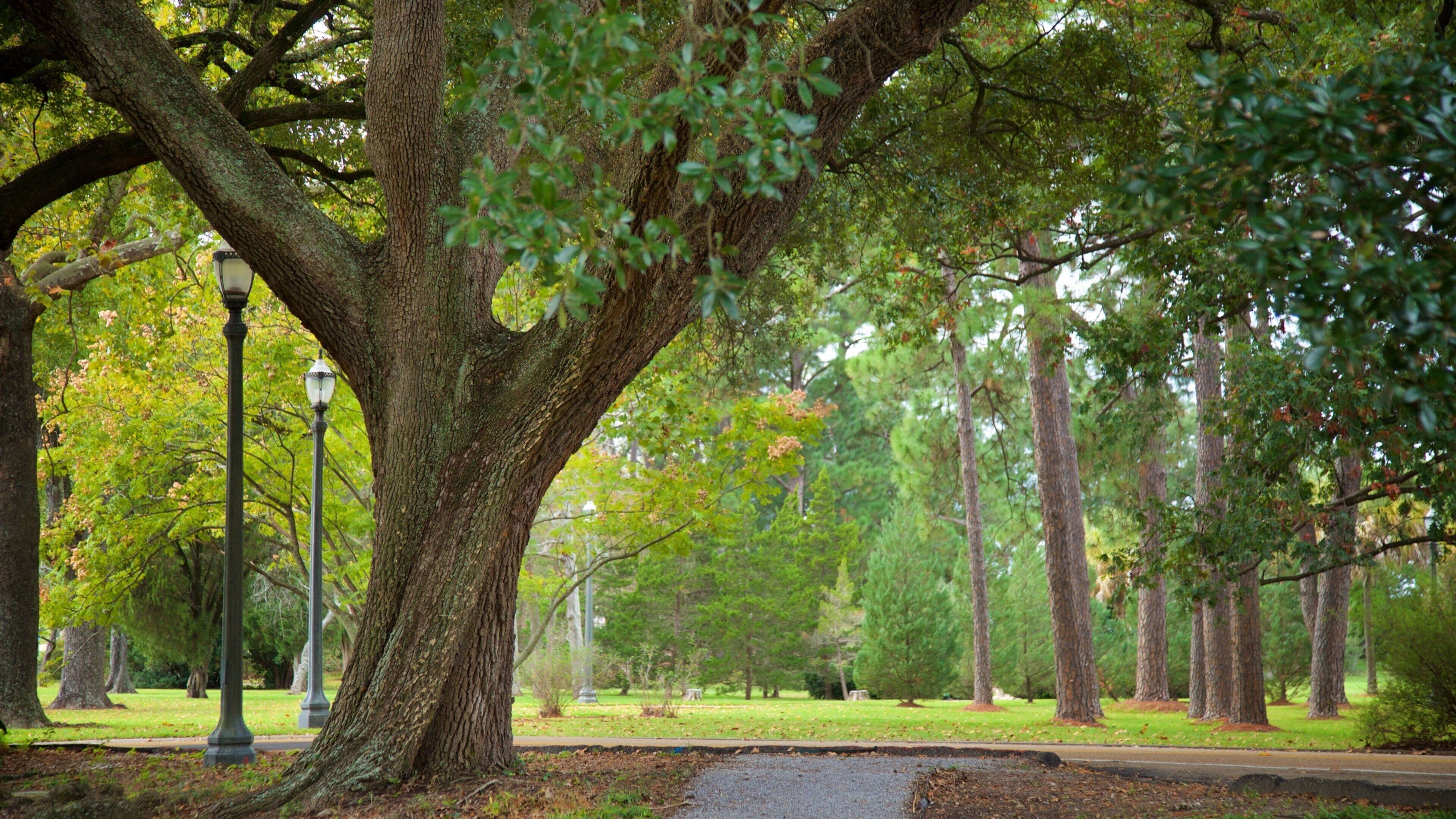 Uma grande árvore com tronco robusto e folhagem densa em um parque.