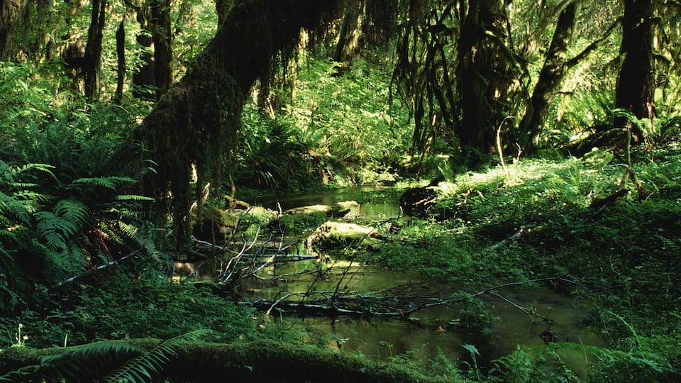 A dense forest with a stream and moss-covered trees.