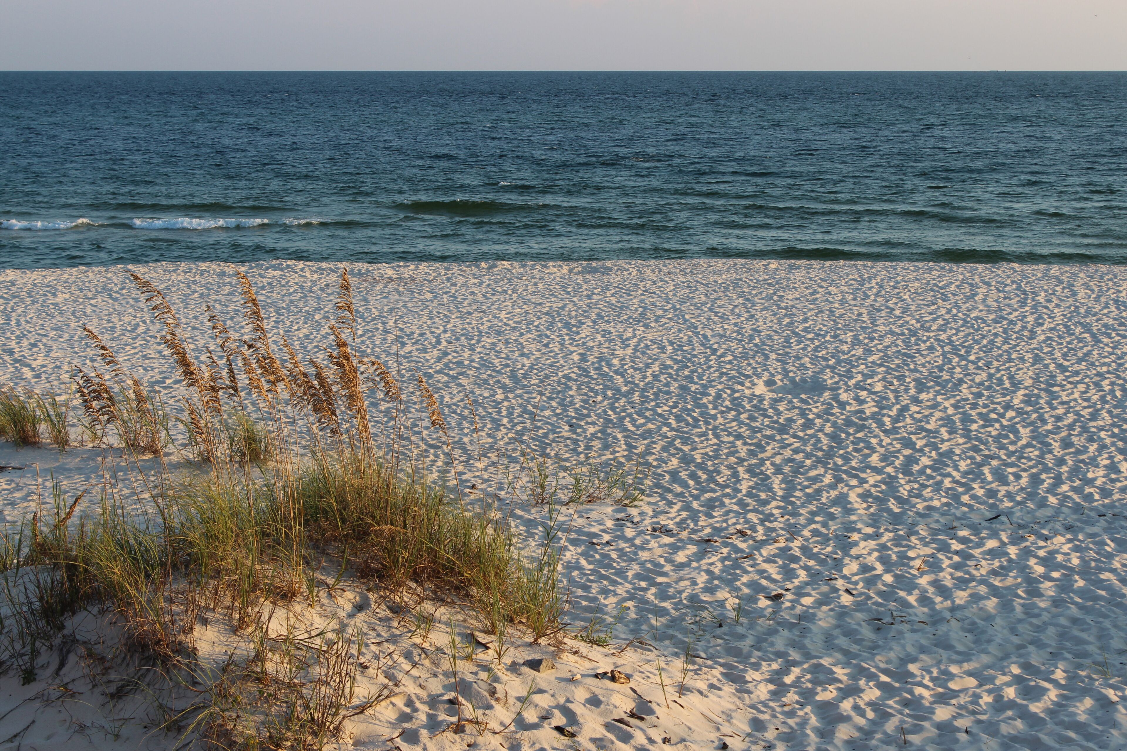Sea Oats by the Beach