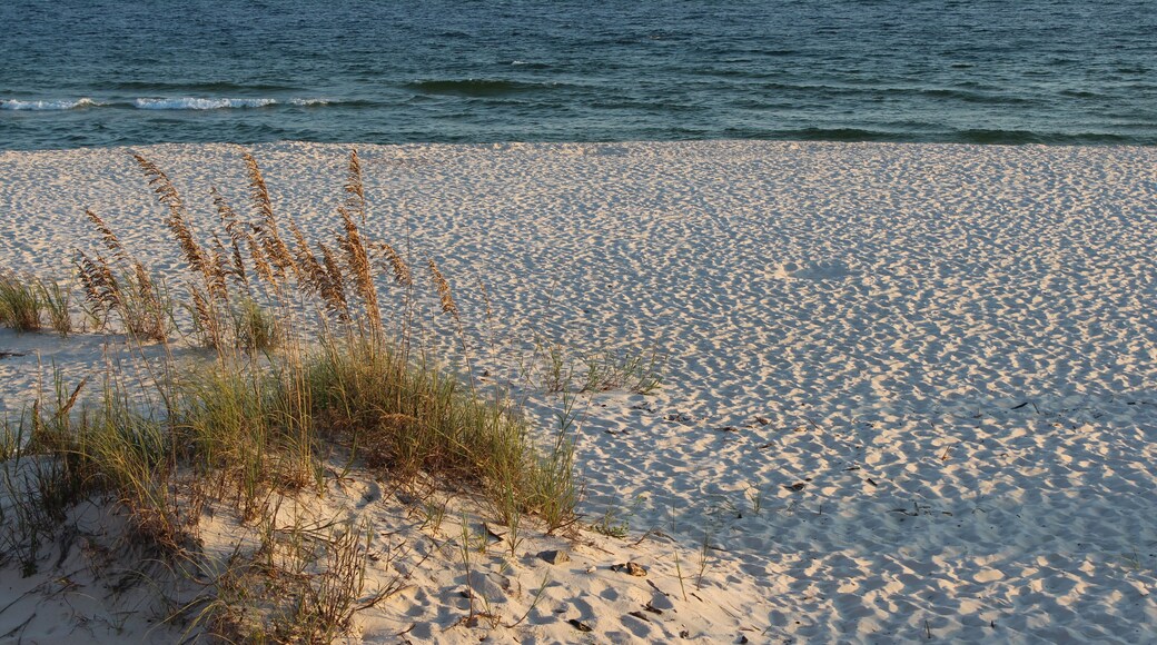 Sea Oats by the Beach