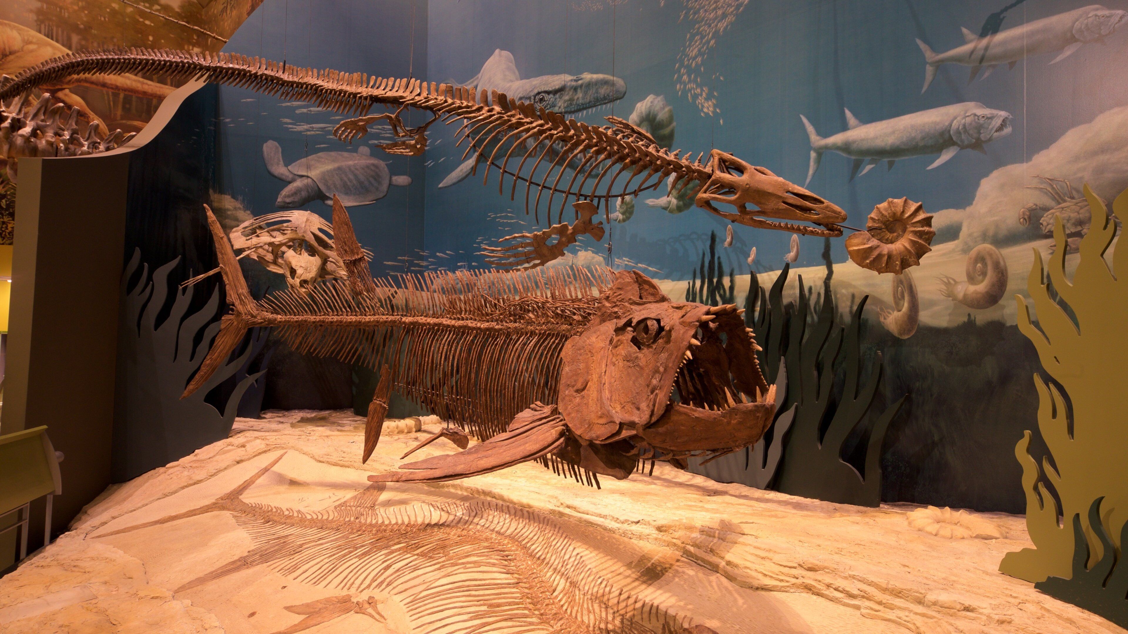 Sam Noble Oklahoma Museum of Natural History showing interior views