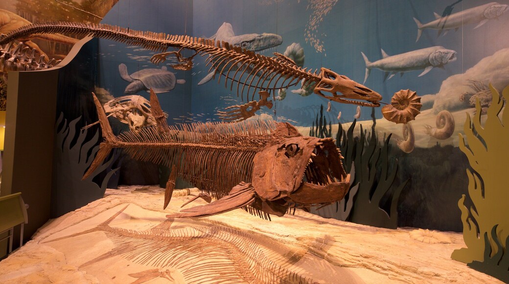 Sam Noble Oklahoma Museum of Natural History som viser interiør