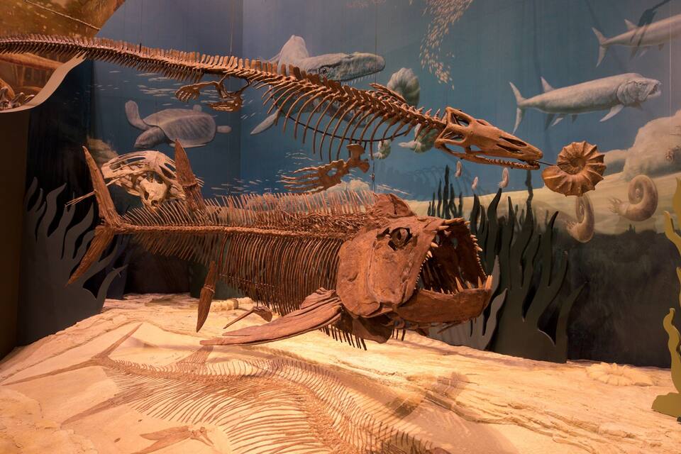 Une grande exposition présentant le squelette d’un dinosaure, avec divers fossiles marins en arrière-plan.