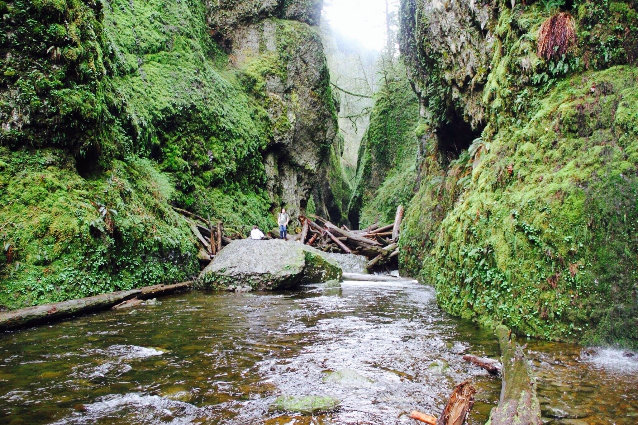 The Moss covered Oneonta Gorge.