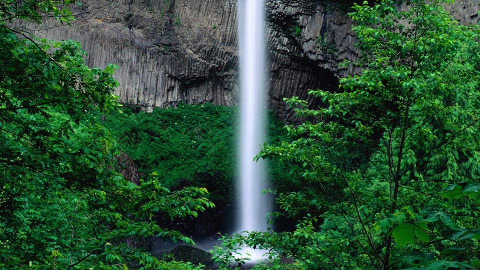 A waterfall surrounded by dense green foliage.