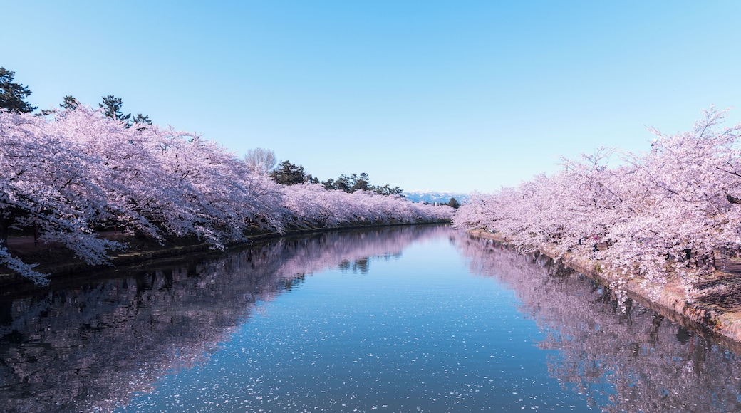 Beautiful Cherry blossoms in Hirosaki Park, Aomori Prefecture