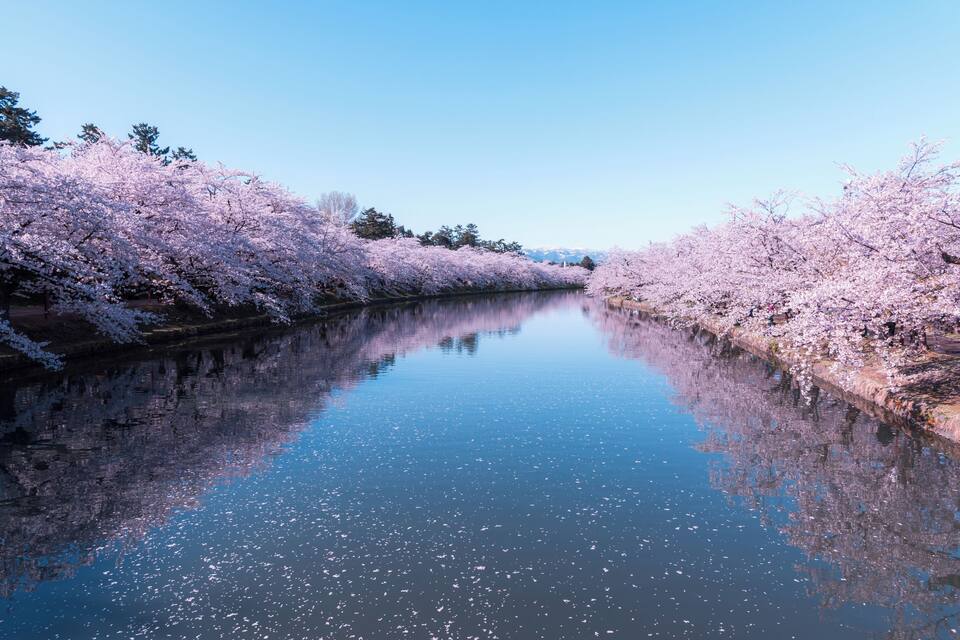 A calm river flanked by cherry blossom trees in full bloom.