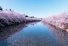 Beautiful Cherry blossoms in Hirosaki Park, Aomori Prefecture