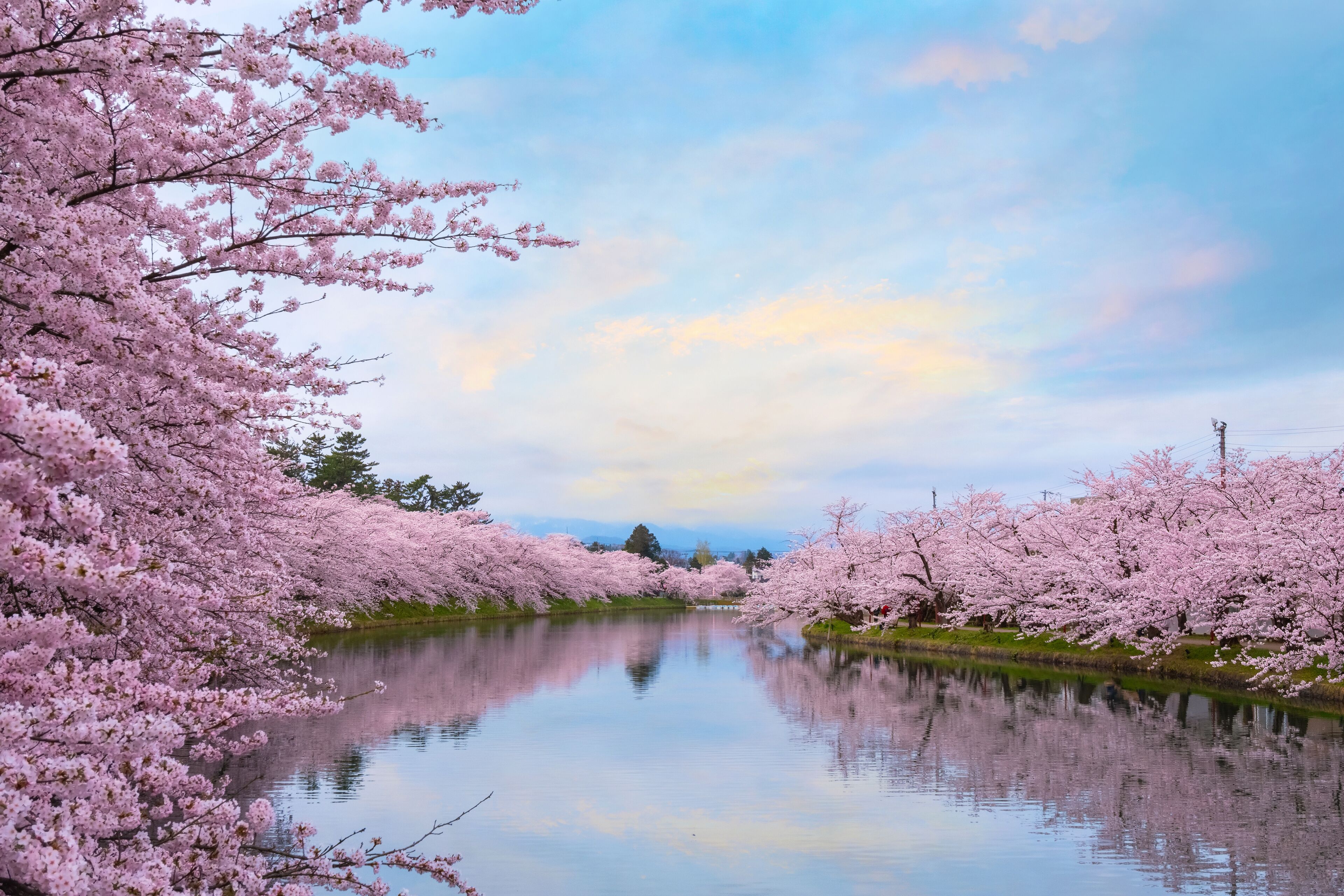 Full bloom Sakura - Cherry Blossom  at Hirosaki park, Japan