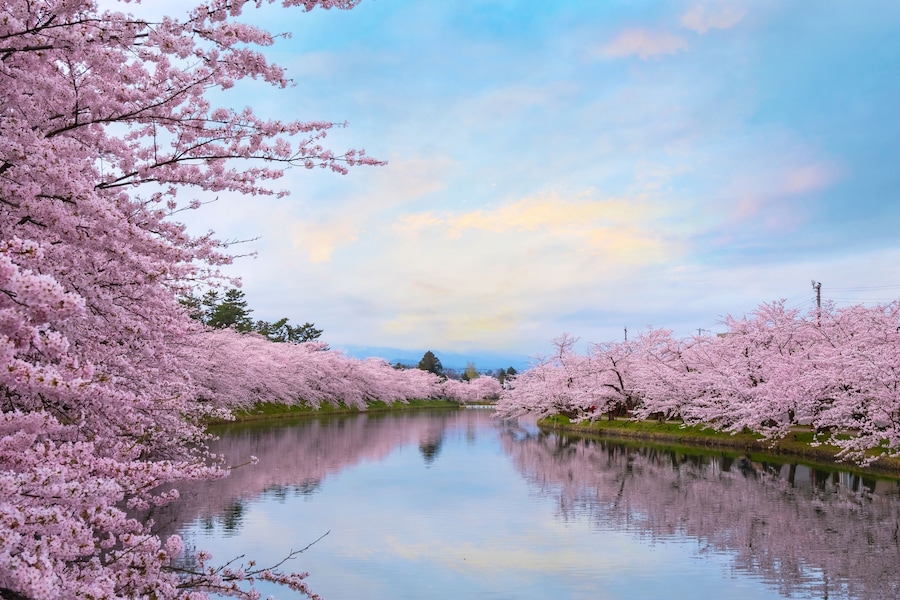 Full bloom Sakura - Cherry Blossom at Hirosaki park, Japan