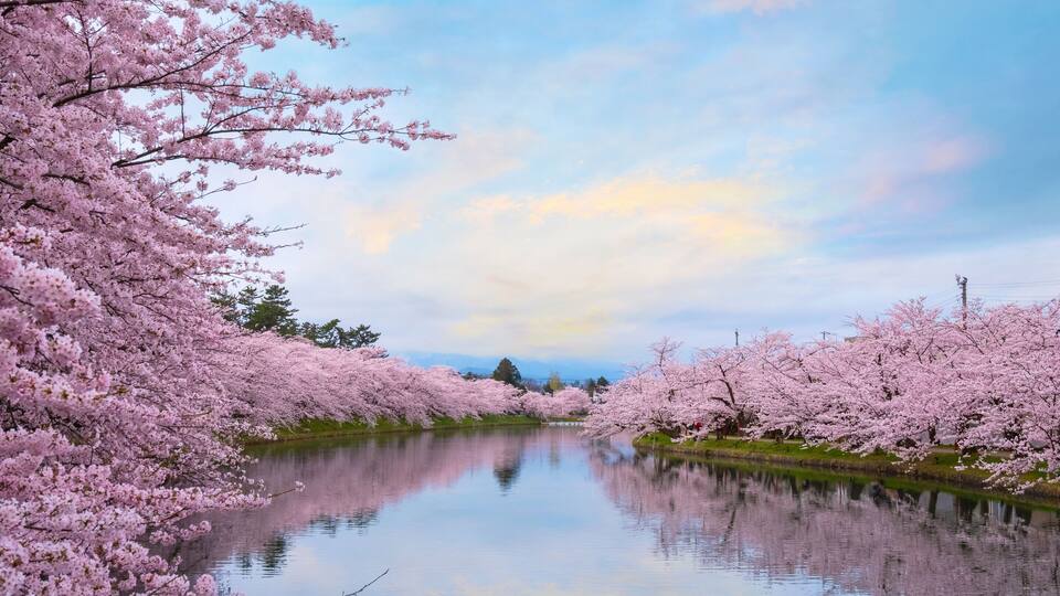 A river with cherry blossoms on both sides, a clear sky, and distant trees.
