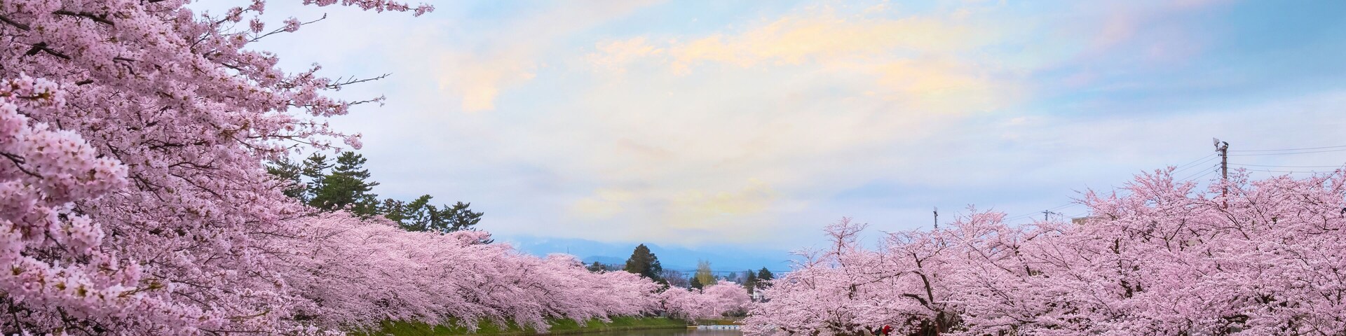 Full bloom Sakura - Cherry Blossom at Hirosaki park, Japan