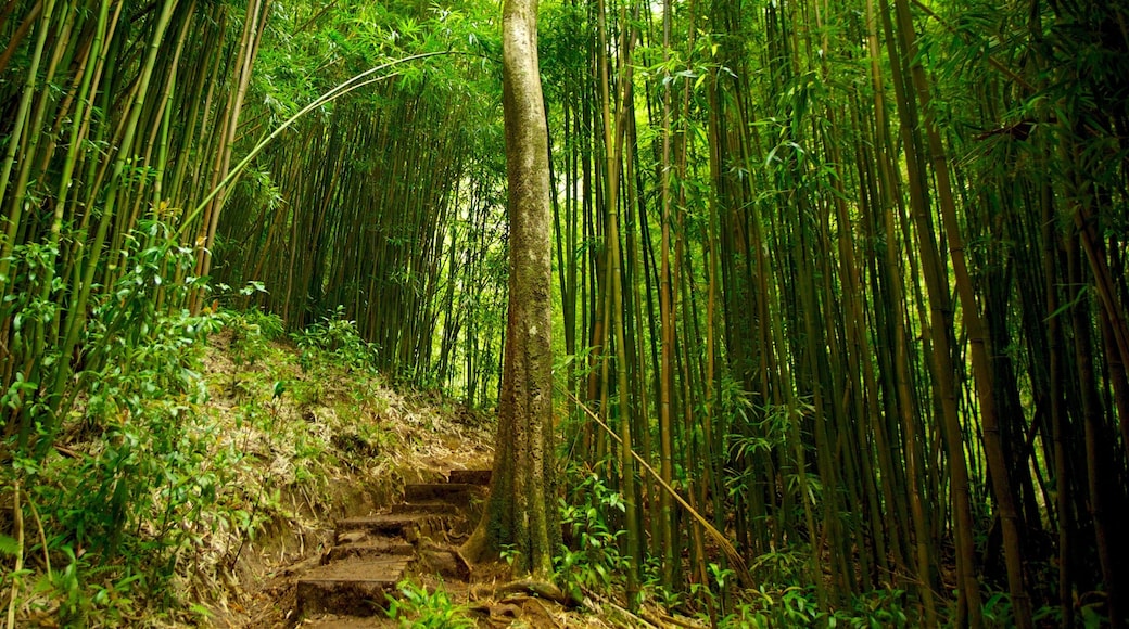 Honolulu fasiliteter samt skoglandskap, landskap og regnskog