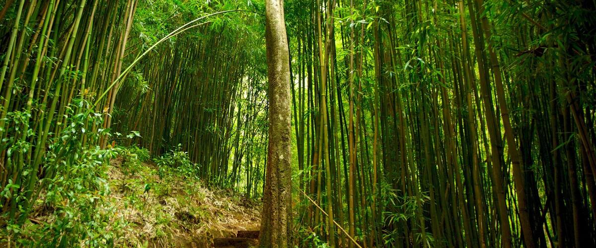 Honolulu fasiliteter samt skoglandskap, landskap og regnskog