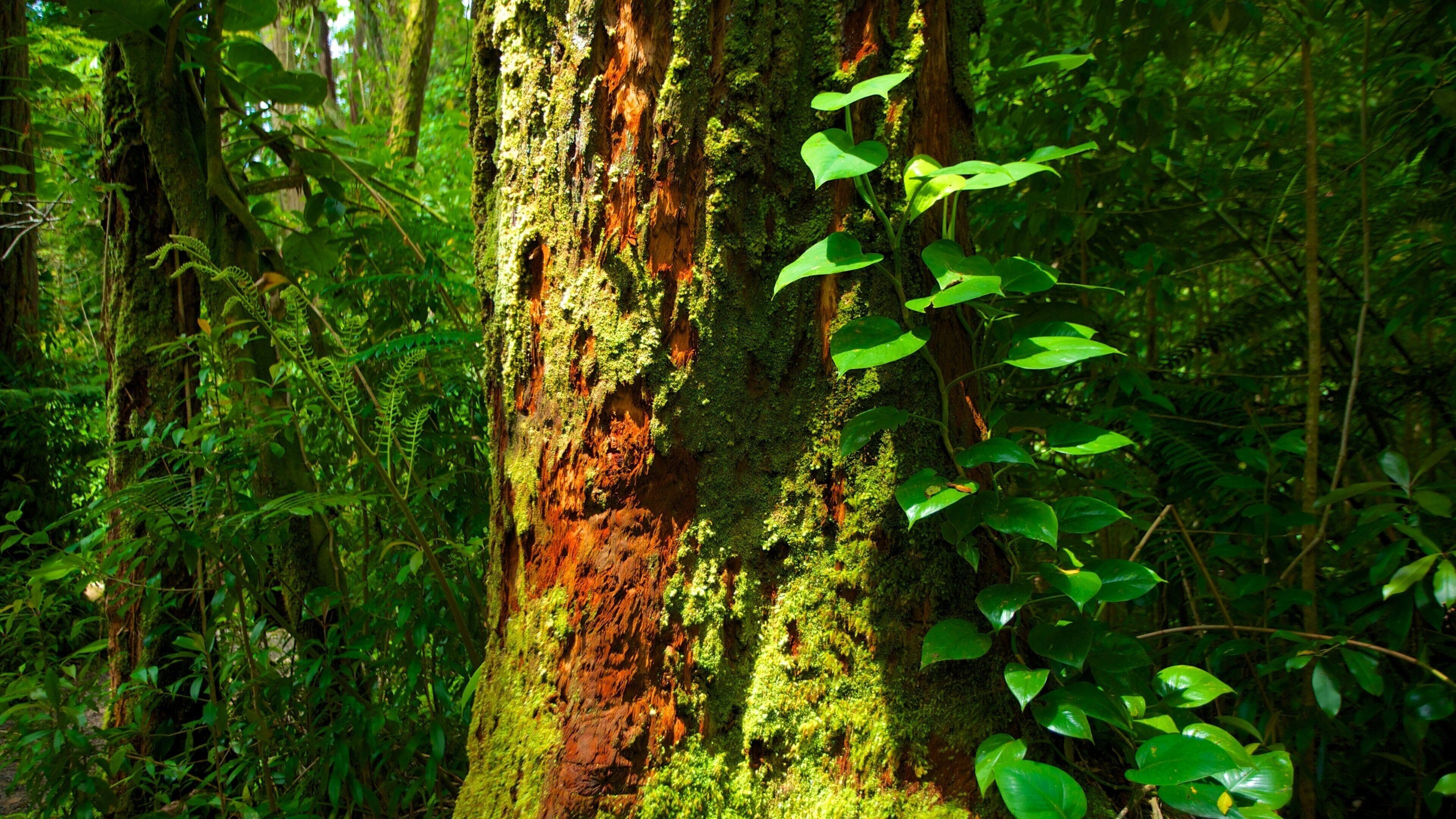 Na Ala Hele Manoa Falls Trailhead showing forest scenes, rainforest and landscape views