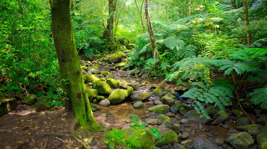Honolulu welches beinhaltet Waldmotive, Landschaften und Regenwald