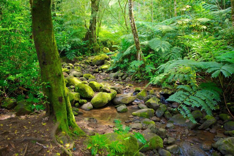 Ein WaldBach mit moosbewachsenen Steinen und Farnen.