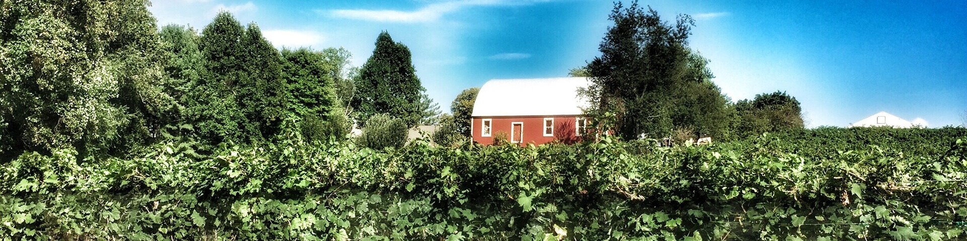 A day at the vinyard, sipping on wine and soaking in the blue skies.