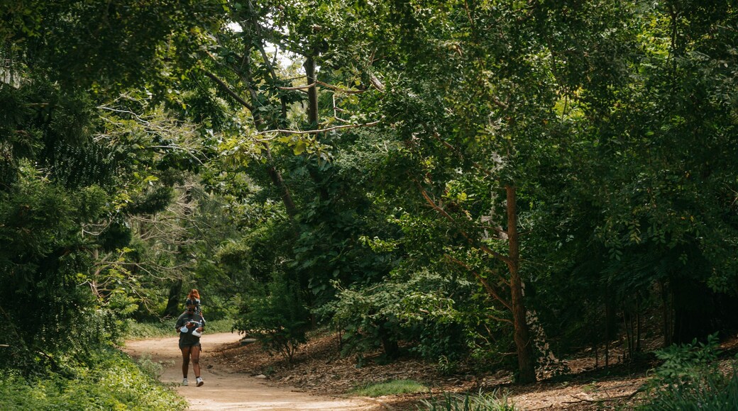 Japanese Gardens featuring a park as well as an individual femail