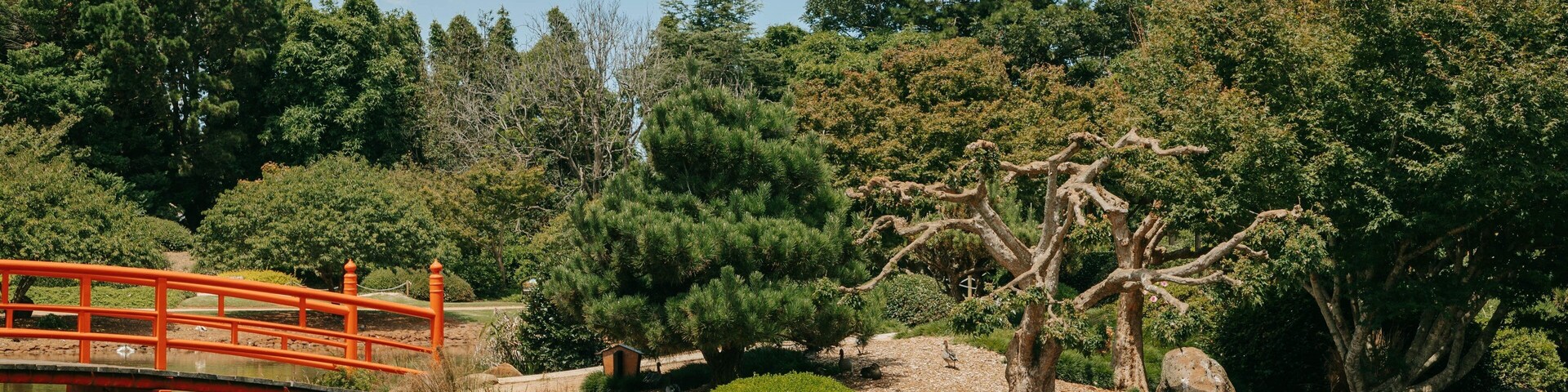 Japanese Gardens featuring a garden, a bridge and a pond