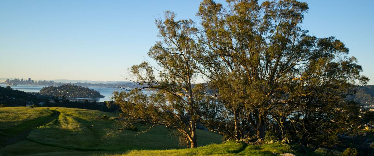 Sunrise Ring Mountain - Tree