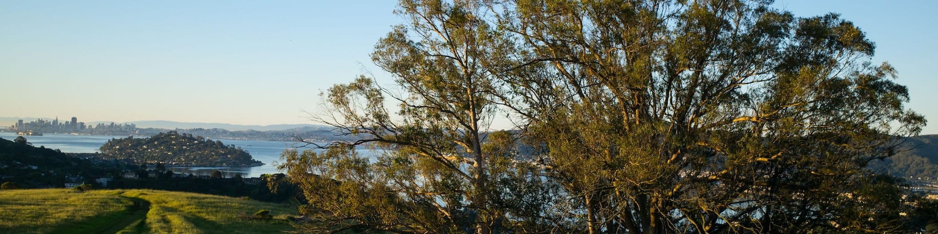 Sunrise Ring Mountain - Tree