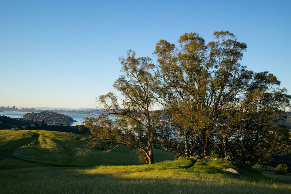 A grassy field with a large tree and a distant city skyline.