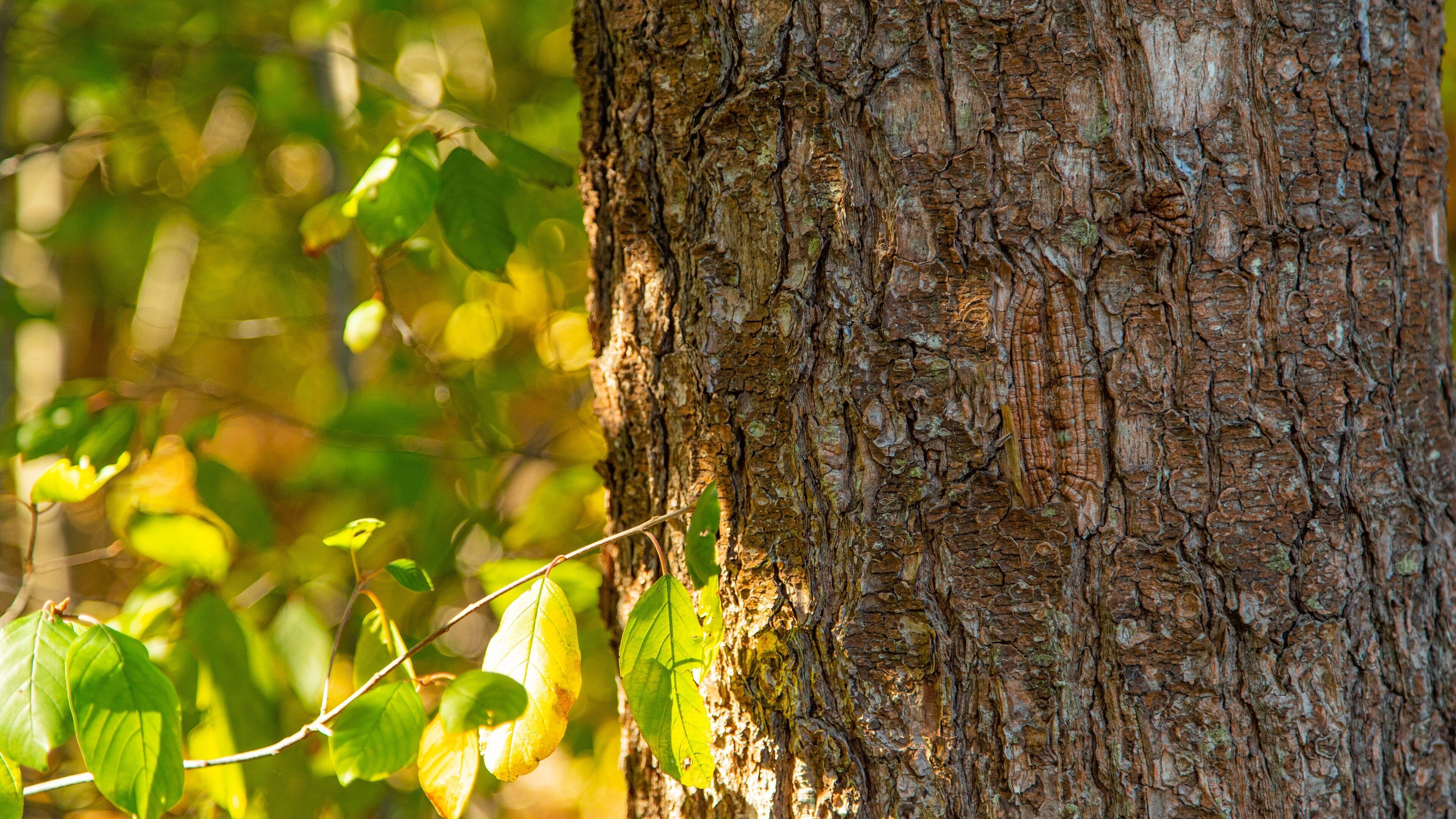Wiggly Bridge and Steedman Woods