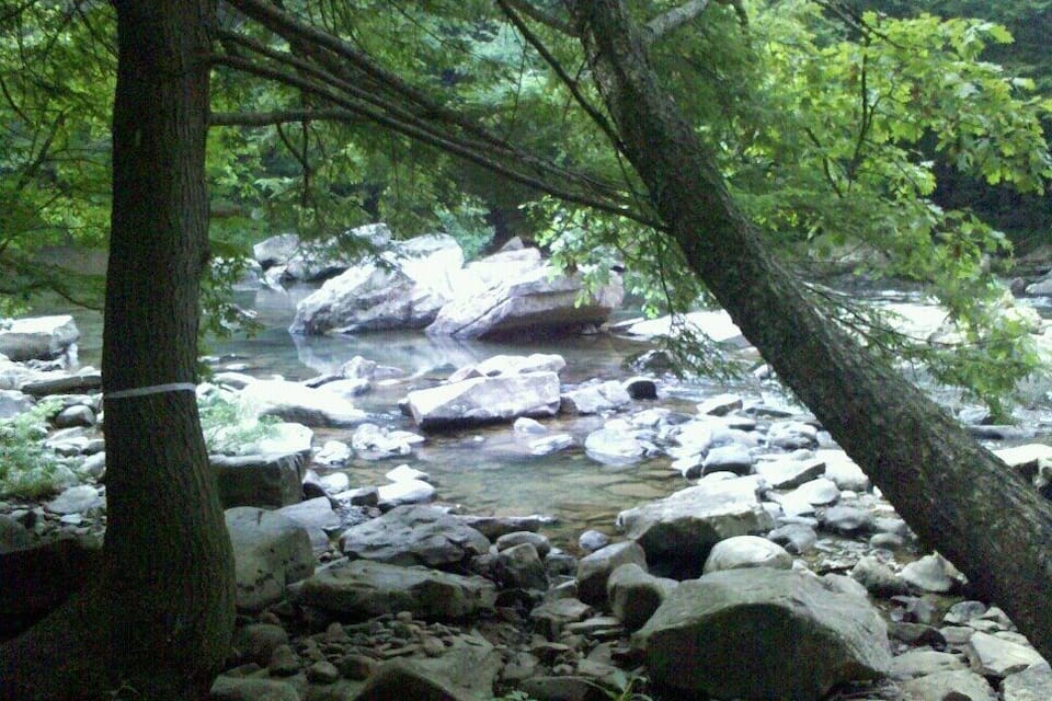 A forest stream with rocks and trees.