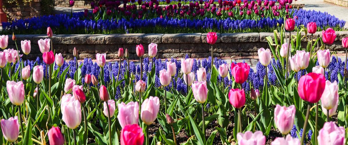 three flower beds at a public park displaying purple and pink tulips in a variety of shades