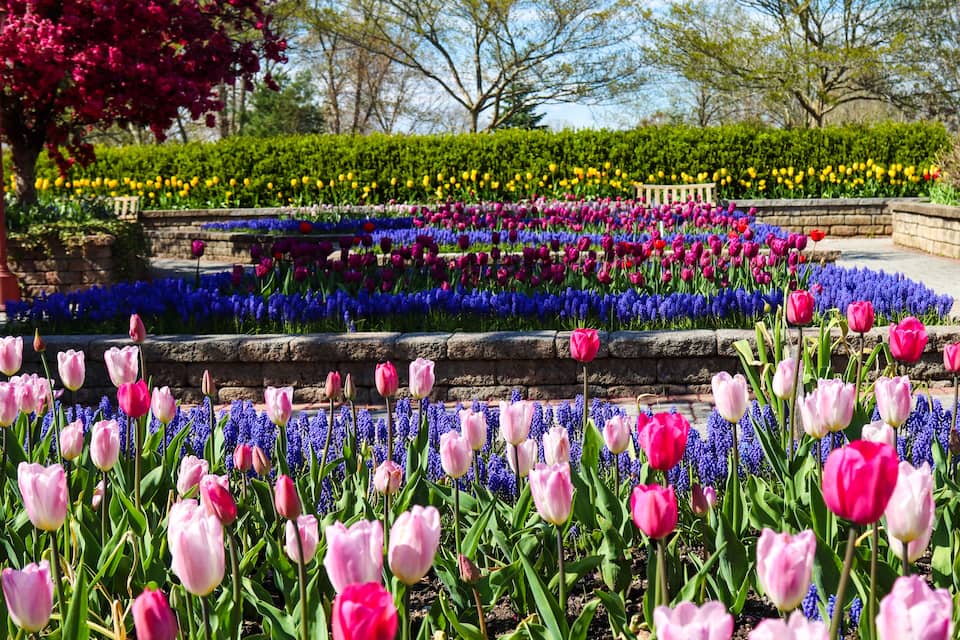 A garden with rows of colorful tulips and other flowers, a stone wall, and trees in the background.
