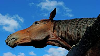 Old Friends at Kentucky Downs is a Thoroughbred Horse retirement farm, Sadly when these beautiful animals are no longer of value in the racing industry many of them do not fair well. Fortunately there is a place like Old Friends where more more than a hundred of these fine animals have retired in horsey style luxury. This is a must see if you are in Northern Kentucky!!