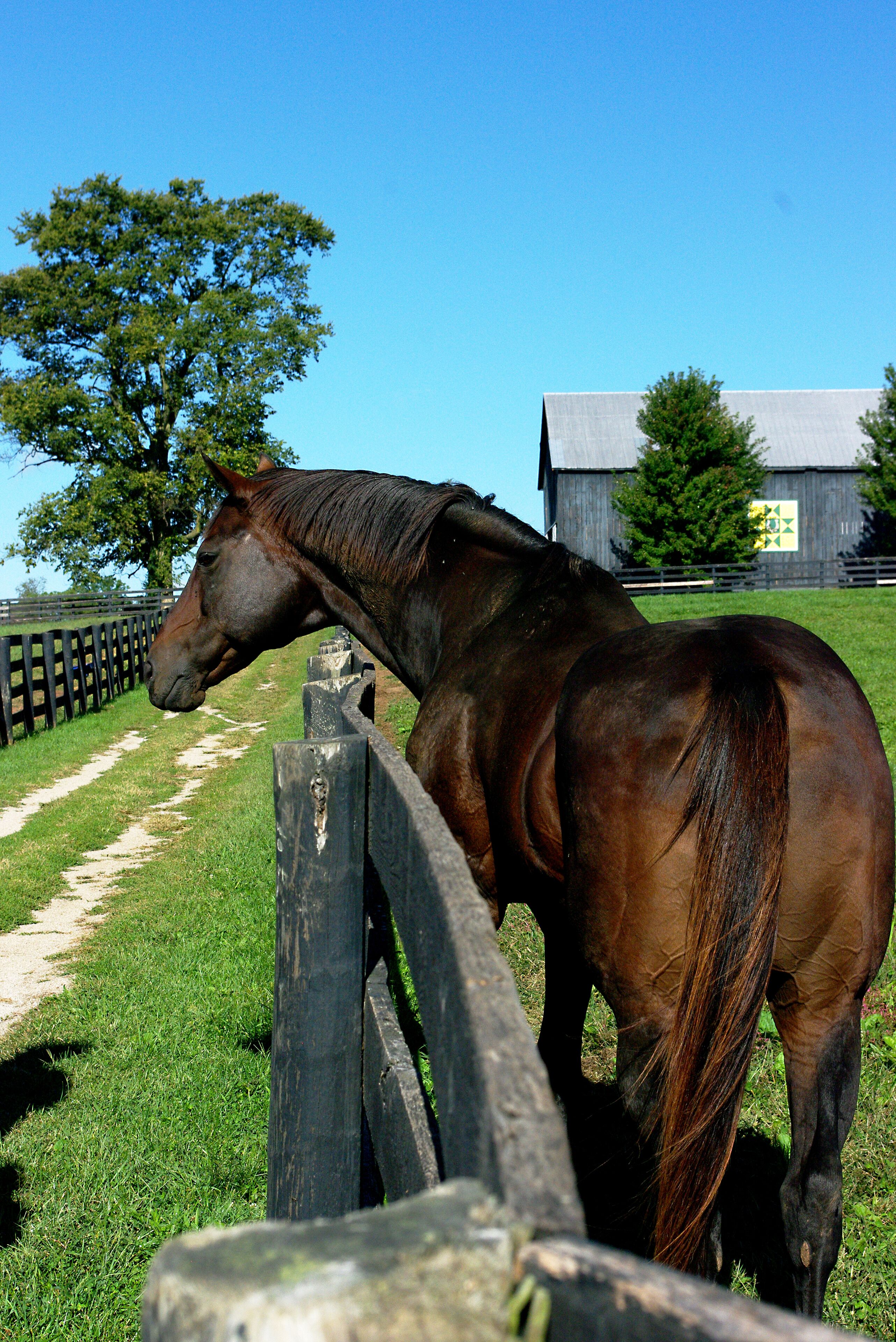Old Friends at Kentucky Downs is a Thoroughbred Horse retirement farm. Sadly when these beautiful animals are no longer of value in the racing industry many of them do not fair well. Fortunately there is a place like Old Friends where more than a hundred of these fine animals have retired in horsey style luxury! This is a must see if you are in Northern Kentucky!!