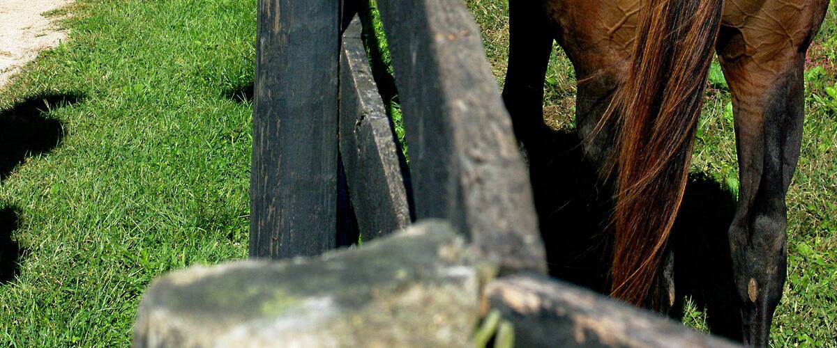 Old Friends at Kentucky Downs is a Thoroughbred Horse retirement farm. Sadly when these beautiful animals are no longer of value in the racing industry many of them do not fair well. Fortunately there is a place like Old Friends where more than a hundred of these fine animals have retired in horsey style luxury! This is a must see if you are in Northern Kentucky!!