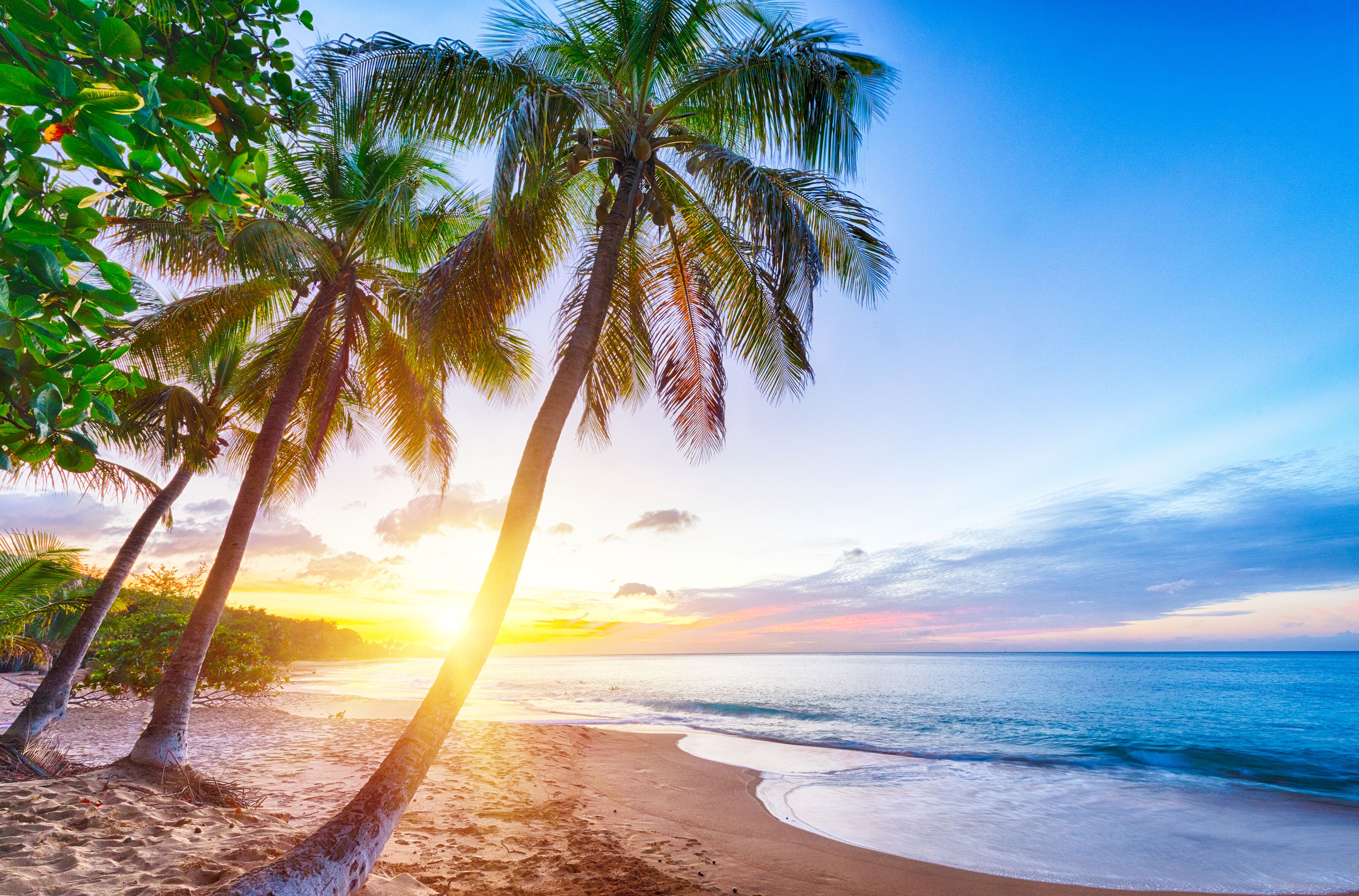 A beach with palm trees and a sunset.