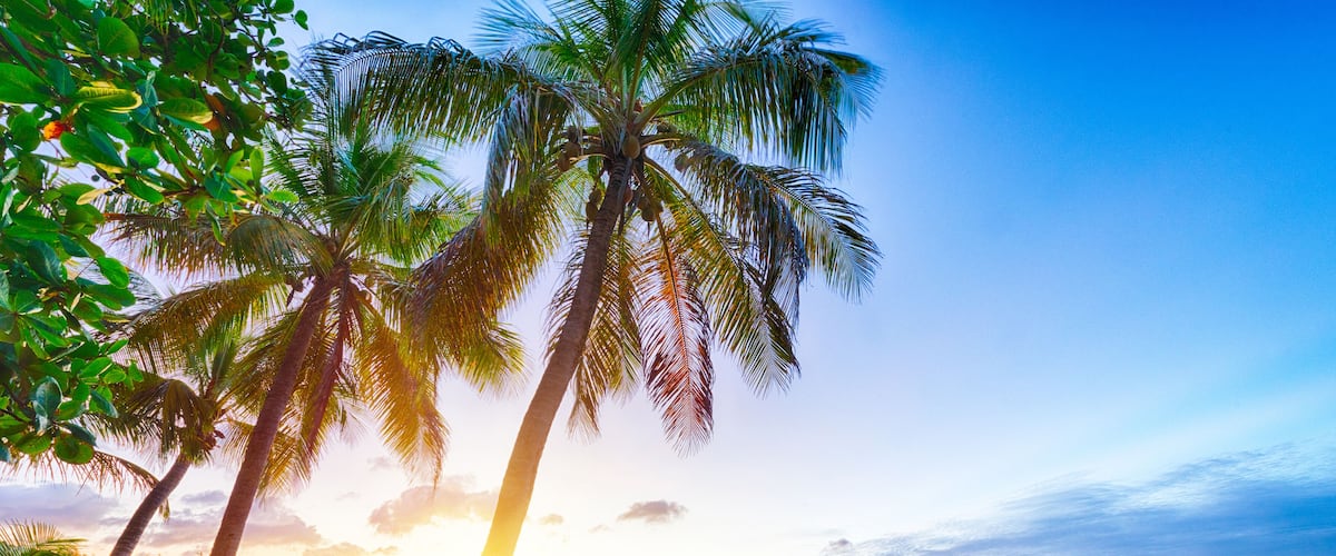 A beach with palm trees and a sunset.