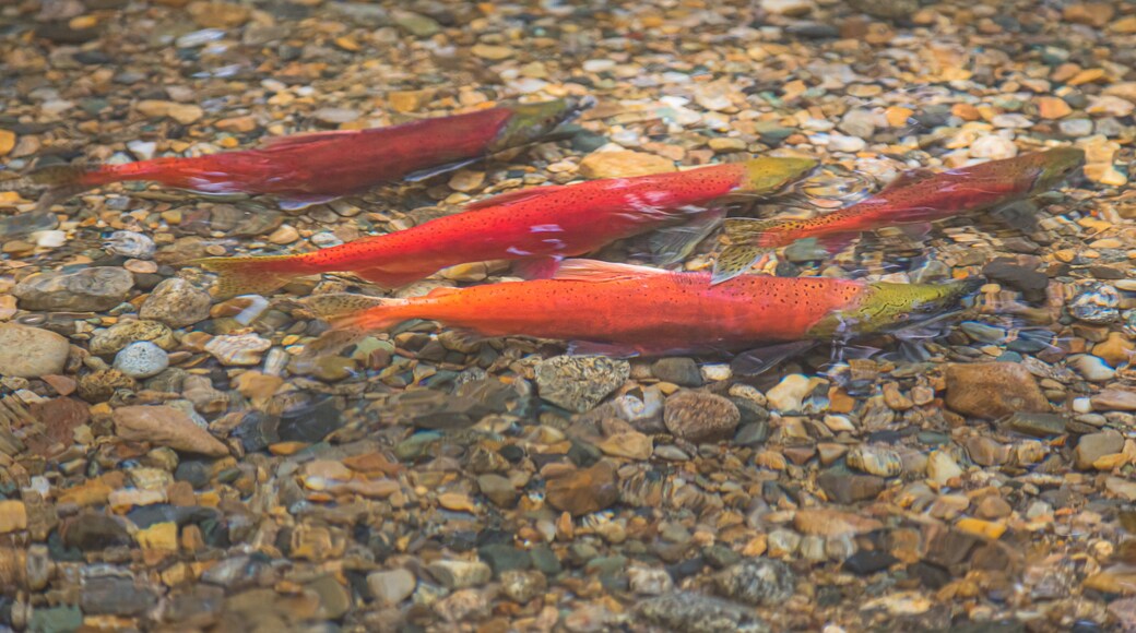 Kokanee Creek Provincial Park