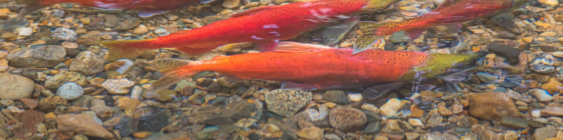 Kokanee salmon (Oncorhynchus nerka) swimming up spawning channel Meadow Creek in Kokanee Creek Provincial Park outside of Nelson, B.C. Canada.