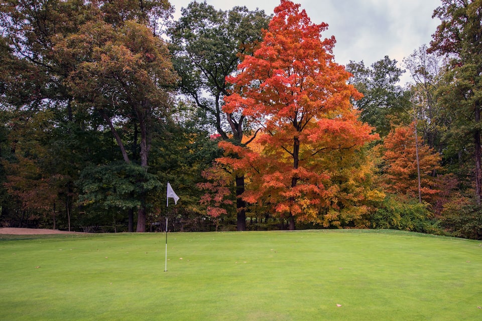 Un terrain de golf avec un mât de drapeau au premier plan et un grand érable rouge en arrière-plan.
